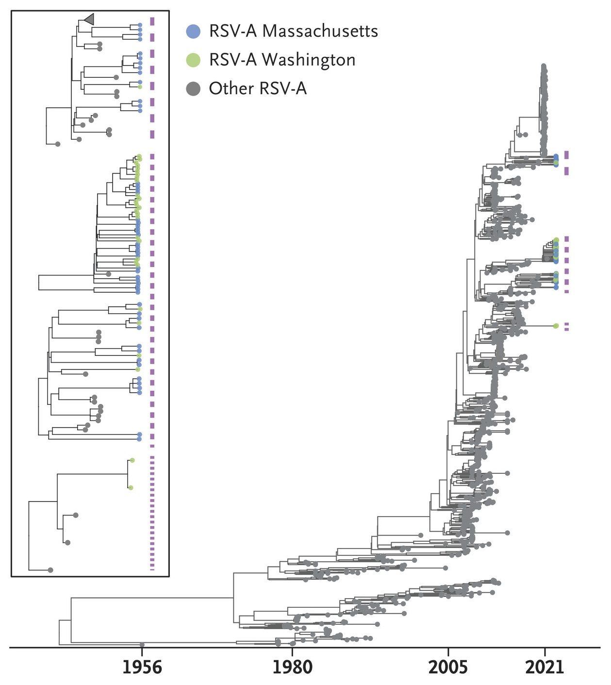 RSV lineages visualization
